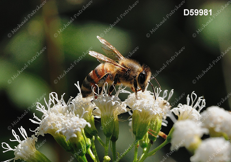 Western Honey Bee (Apis mellifera)